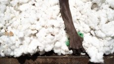 Les producteurs africains de coton subissent les cours mondiaux et le changement climatique