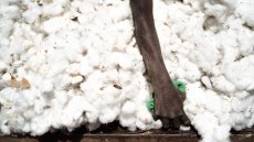 Le coton invendu s'accumule et impacte tout les maillons de la chaîne