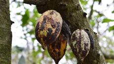 En Côte d’Ivoire, des chercheurs testent une bio-solution contre le Swollen Shoot, la maladie du cacao