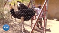 Un refuge pour animaux sauvages aux portes de Ouagadougou