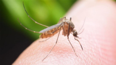Aucun cas du virus Chikungunya recensé en Tunisie