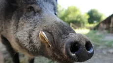 Kasserine : Des sangliers au marché hebdomadaire...