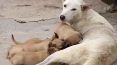 Chiens errants ... L'abattage est-il la solution ?