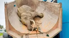 Décès de l'éléphante 'Baby'... Aucune négligence du zoo