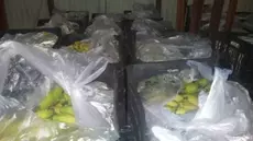 Saisie de plus d’une tonne de bananes de contrebande