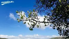 Temps instable et vents forts, en ce premier jour du mois de Ramadan