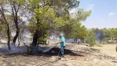 Siliana : Un feu de forêt maîtrisé à Kesra