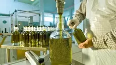 Huile d’olive : les exportations bondissent de 55%