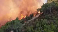 Jendouba : incendie maitrisé à Bghoura