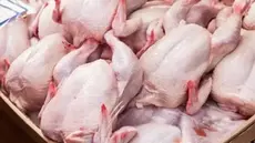 Volailles: La production repart à la normale, dès octobre...