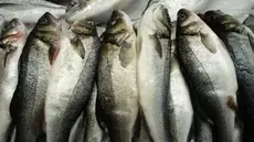 AgroMag : Les prix du poisson sur la table
