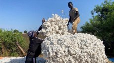 Après le Bangladesh, le coton africain regarde vers le marché indien