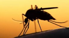 Burkina Faso: le gouvernement met fin au projet expérimental de lutte contre le paludisme Target Malaria