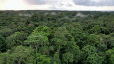 Réchauffement climatique: les forêts africaines, de puits de carbone à sources d'émission de gaz à effet de serre?
