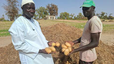 Au Sénégal, la pomme de terre de Kayar se vend mal, les producteurs dépités
