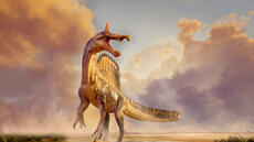 Niger: découverte d’un nouveau type de dinosaure Spinosaurus qui vivait il y a 95 millions d’années