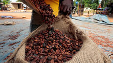 Côte d'Ivoire: fin de l’enlèvement des stocks résiduels de cacao, des organisations demandent des comptes