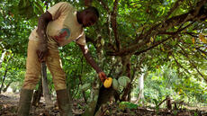 Côte d’Ivoire: les producteurs de cacao appellent à une «grève illimitée» pour réclamer un meilleur prix