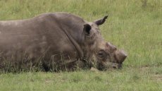 Afrique du Sud: l'écornage des rhinocéros contribue à réduire fortement le braconnage, selon une étude