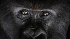 Au Rwanda, la population grandissante de gorilles en danger à cause du manque d'espace