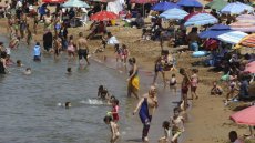 On ne peut pas se baigner: en Algérie, une algue brune venue du Pacifique prolifère et recouvre les plages