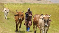 Alimentation: l'auto-suffisance laitière, un enjeu stratégique majeur mais sous-exploité en Afrique