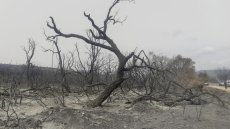 L’Algérie plante un million d'arbres en une journée pour sauver ses forêts