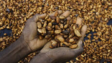 Faute de demande, les cours des fèves de cacao continuent de chuter