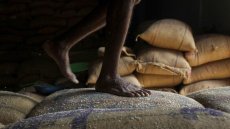 Les prix du riz continuent de chuter sous l'impulsion des volumes indiens