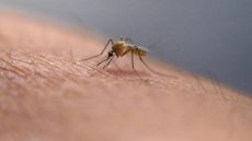 Des moustiques découverts pour la première fois en Islande: une conséquence du réchauffement climatique