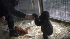 Imbroglio entre la Turquie et le Nigeria autour du sort du bébé gorille Zeytin