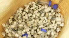 Kenya: un ressortissant chinois arrêté pour trafic de fourmis reines