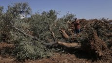 Cisjordanie: des centaines d'oliviers déracinés après une grave fusillade contre des colons israéliens