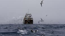 Les pêcheurs, botte secrète de la Chine en cas d'invasion de Taïwan? Des milliers de chalutiers en formations près&nbsp;(…)