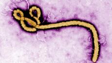 Ebola: face au risque de propagation de l'épidémie, la Centrafrique évalue sa préparation