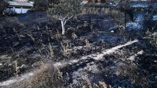 En Algérie, un deuil national décrété après les feux de forêt qui ont fait au moins 12 morts