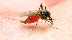Cette maladie nous a tout volé: des hommes atteints d'éléphantiasis après des piqures de moustiques témoignent