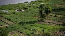 Sénégal: le Forum des systèmes alimentaires africains s’ouvre à Dakar sous le signe de la jeunesse