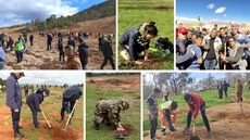 5M d’arbres en 24H : l’Algérie lance la plus grande campagne de plantation de son histoire