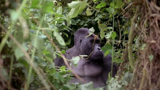 Dans l'est de la RDC, la difficile préservation du parc national de Kahuzi-Biega et de ses gorilles