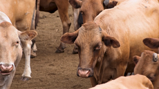 Gabon : du bœuf local pour réduire la dépendance aux importations