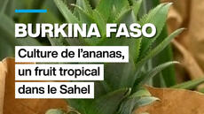 Burkina Faso : culture de l'ananas, un fruit tropical dans le Sahel