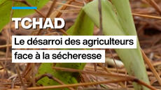 Tchad : le désarroi des agriculteurs face à la sécheresse