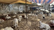 Au Sénégal, avant la fête de la Tabaski, chacun cherche son mouton