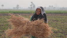 Égypte, les petites mains du secteur agricole