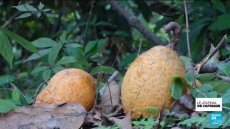Le madd, fruit emblématique de Casamance au Sénégal