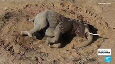 Kenya : un mal mystérieux décime les éléphants