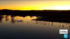 En Afrique du Sud, les flamants roses nains menacés d'extinction