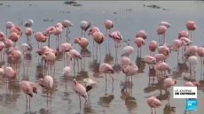 Afrique du sud : les flamants nains menacés par la pollution