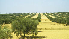En Tunisie, les agricultrices à la conquête de la propriété et des marchés